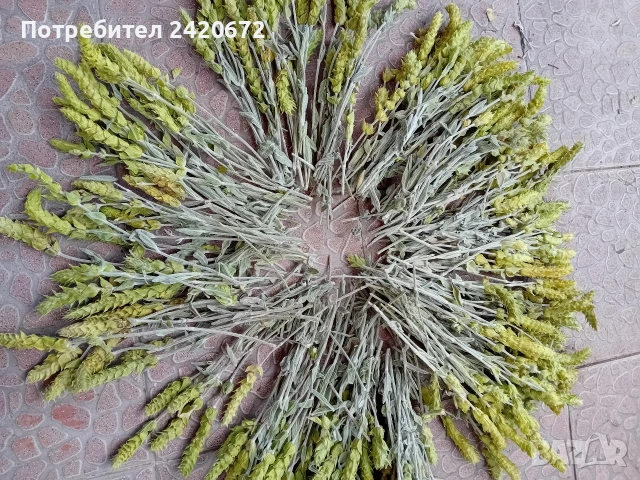 био мурсалски чай на едро и дребно, снимка 4 - Други - 53324891