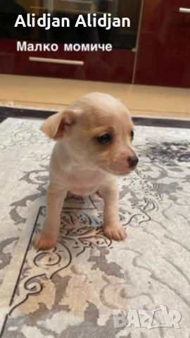 Продават се Чихуахуа и Пинчери, снимка 2 - Чихуахуа - 52679347