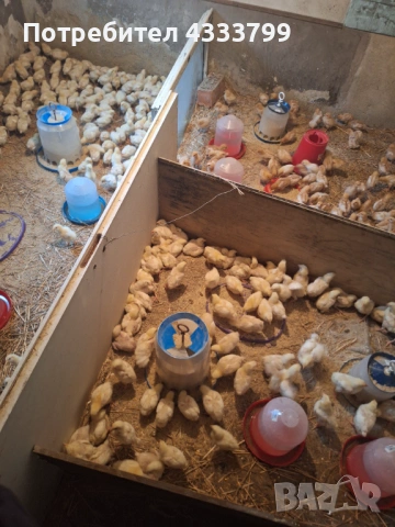 Женски пилета супер харко,мъжки и бройлери на 15 дни 