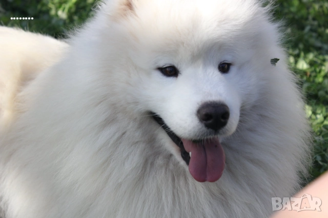 Самоед бебета, снимка 4 - Самоед - 51998559
