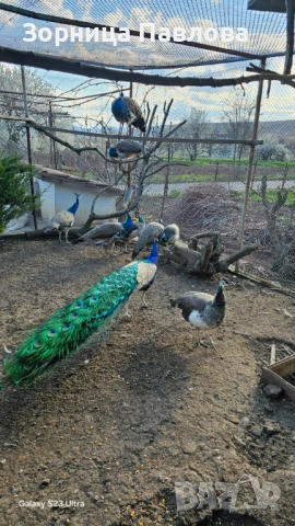 Продавам малки индийски пауни., снимка 4 - други­ - 51717256