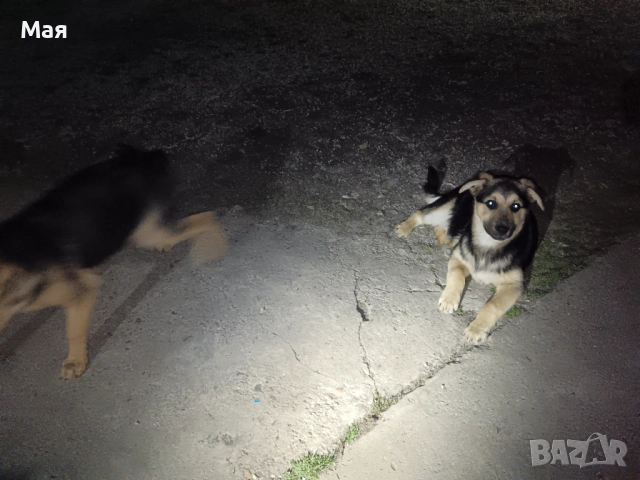 Кученца копойчета, снимка 2 - Други - 52566062