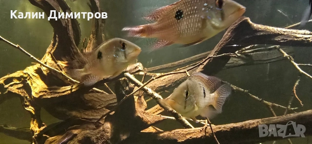 Geophagus Brasilensis , снимка 4 - Рибки - 53640965