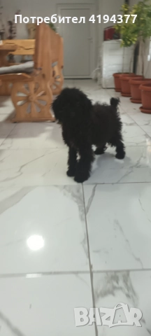 Той пудел , снимка 7 - Пудели - 52927350