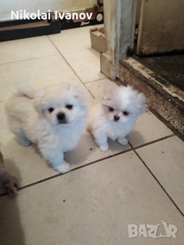 Бели чистокръвни Пекинезчета , снимка 8 - Пекинез - 54061153