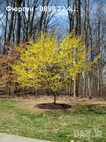 Дрян - Жълт, снимка 3 - Разсади - 51095917