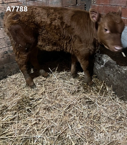 теле лимузин женско 