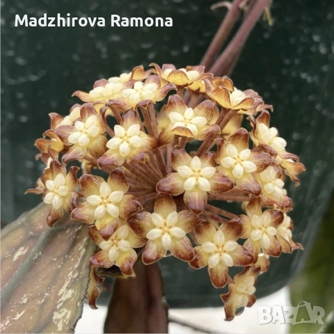 Хоя. Hoya Clemensiorum 