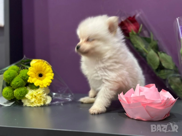 Померан , снимка 4 - Померан - 53682716