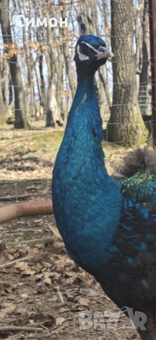 Пауни, снимка 8 - други­ - 51788218