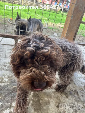 Лагото на 8 месеца научена да търси и прави апорт.Търси ново семейство!, снимка 3 - Други - 50008473