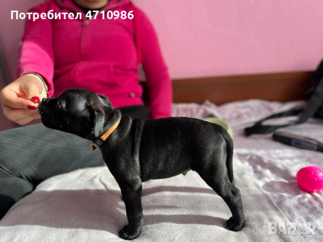 стафордширски бултериер, снимка 5 - Ветеринари и услуги - 53125218