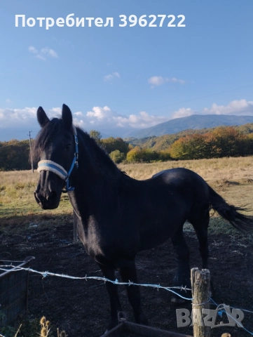 Продавам кобили, снимка 3 - Коне - 51892871