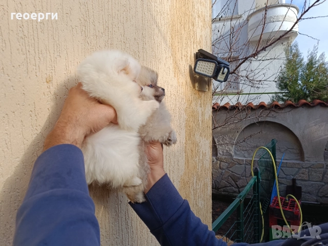 Померан чета едно мъжко и две женски, снимка 2 - Померан - 52907625