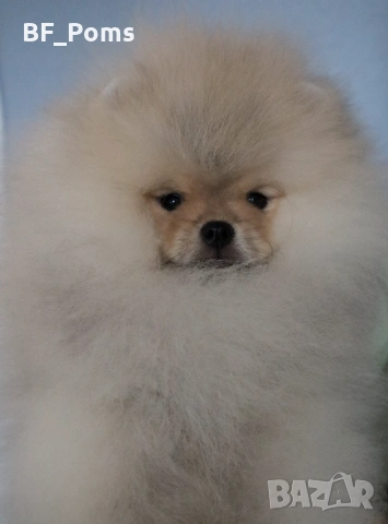Страхотно момченце померан с родословие FCI, снимка 5 - Померан - 52918943