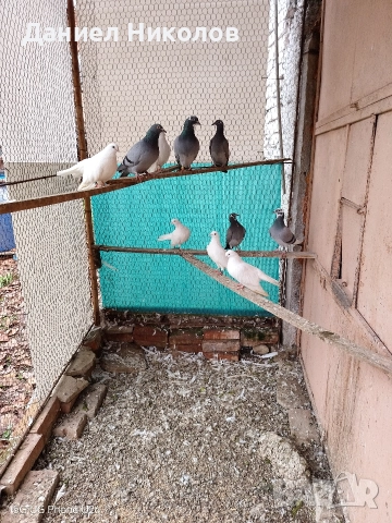 продавам гълъби старозагорски бели и пощенски гълъби , снимка 6 - Гълъби - 51894340