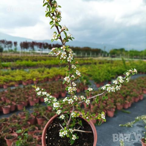 Котонеастър Мажор, Cotoneaster Dammeri Major, снимка 10 - Градински цветя и растения - 39310369