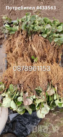 Разсад ягоди , снимка 6 - Разсади - 49726266