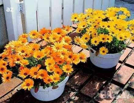 разсад невен, снимка 2 - Разсади - 50385062