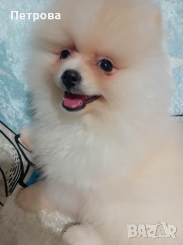 Мини померан момче