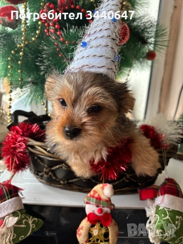 Мъжко йорки , снимка 3 - Йоркширски териер - 52897629