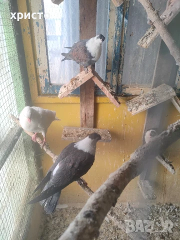 гълъби Панди , снимка 1