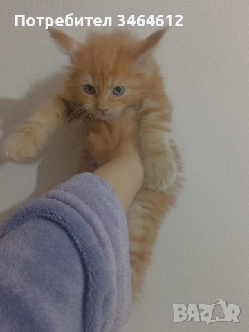 Мейн куун котенца, снимка 7 - Други - 52969975