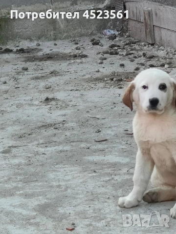 Сао-Алабай, снимка 6 - Алабай - 53669095