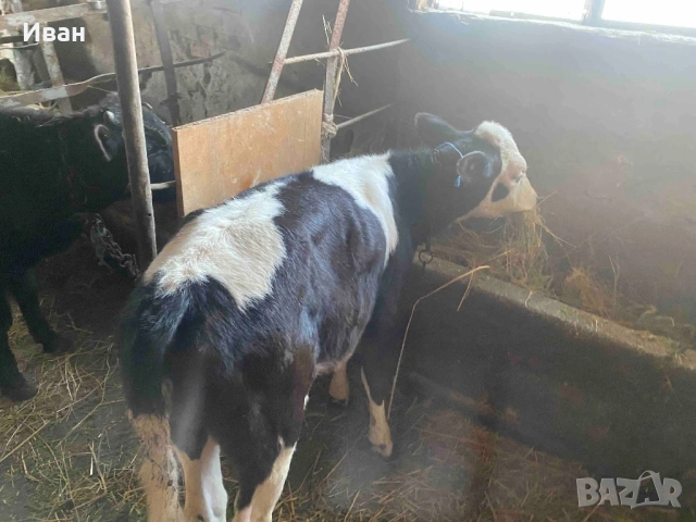 Две телета 5месеца и 3 месеца, снимка 4 - Крави - 53005720