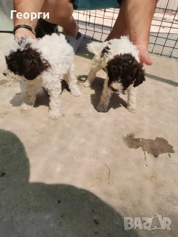 Lagotto Romagnolo , снимка 5 - Други - 46931093