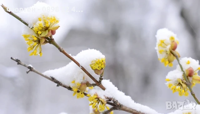 Дрян - Жълт, снимка 6 - Разсади - 51095917