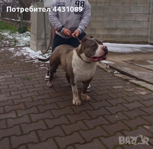 Американско були ххл за расплод, снимка 2 - Питбул - 53004538