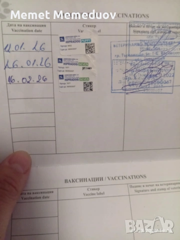 Йорки последното момченце за мераклии, снимка 2 - Йоркширски териер - 54056265