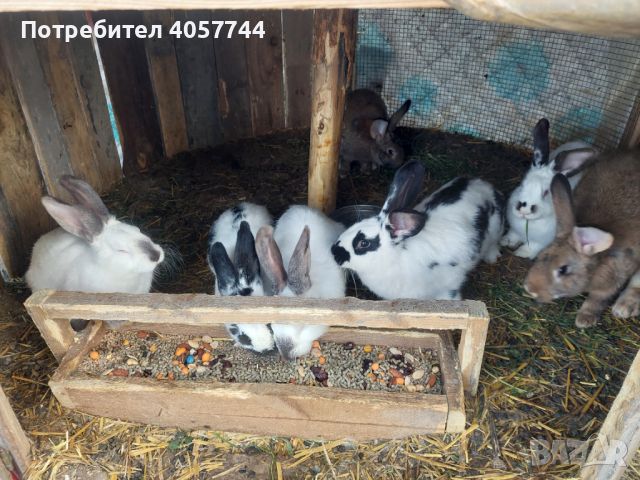 Зайци, снимка 1 - Други животни - 45162929