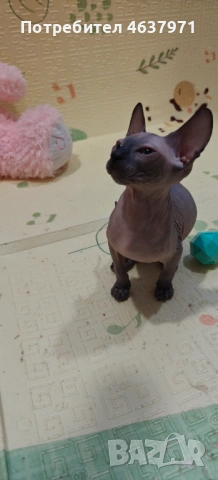 Канадски сфинкс, снимка 10 - Сфинксове - 53519696