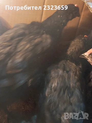 Пилета , снимка 8 - Кокошки и пуйки - 54163977