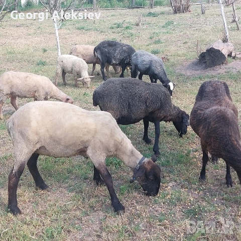 Агнета от месодайни породи и кръстоски със местни овце. , снимка 13 - Овце - 53487804
