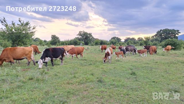 Продавам крави с телета, снимка 1 - Крави - 46370373