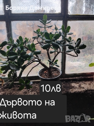 Моите цветя, снимка 3 - Градински цветя и растения - 52213640