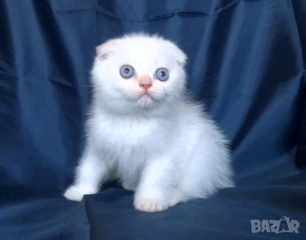 Клепоухи късокосмести котета, снимка 13 - Британска късокосместа - 43400066