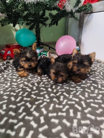 Мини йоркширски териер, снимка 5 - Йоркширски териер - 52674756