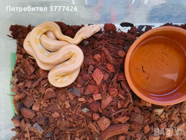 Мрежест Питон / Python reticulatus, снимка 9 - Змии - 42661689