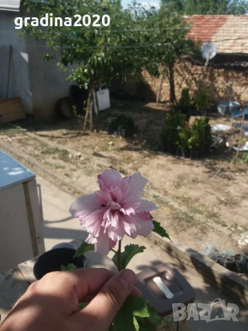 Хибискус Кичест - Щамба Цветове   Бала , Розова и Червена , снимка 2 - Разсади - 46653636
