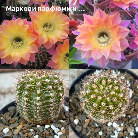 Продавам екзотични кактуси, колекционерски, редки видове - Echinocereus Nicholii, El Capitan и други, снимка 1 - Градински цветя и растения - 46569146