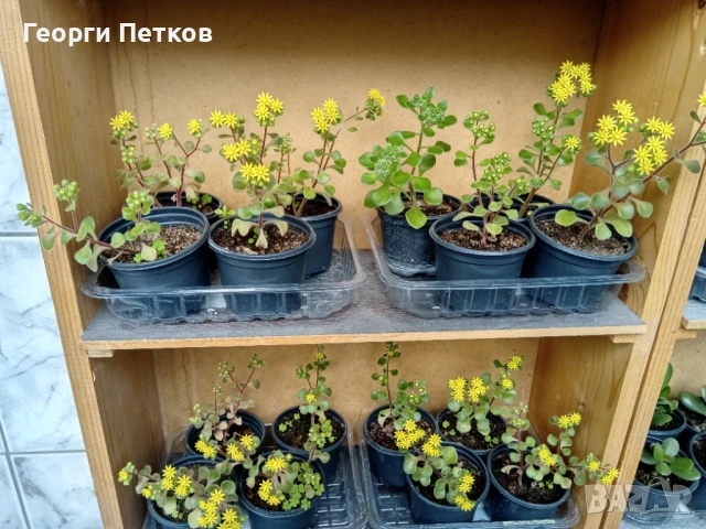 Дървото на Парите-Айхризон -около 10см., снимка 4 - Стайни растения - 50699165