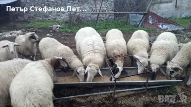 Асаф. Коч на едно мърлило., снимка 4 - Овце - 53178136