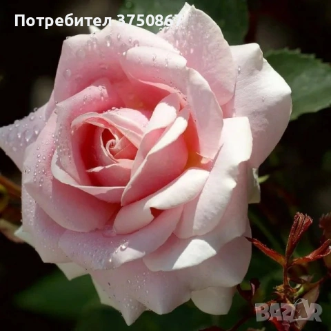 🌹 РОЗА 🌹 FREDERIC MISTRAL® Meitebros, снимка 3 - Градински цветя и растения - 53793066