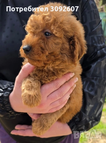 Пудели мъжки и женски, снимка 8 - Пудели - 54198471