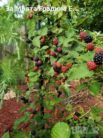Къпина Дирксен Гигантска без бодли , снимка 3 - Градински цветя и растения - 54021007