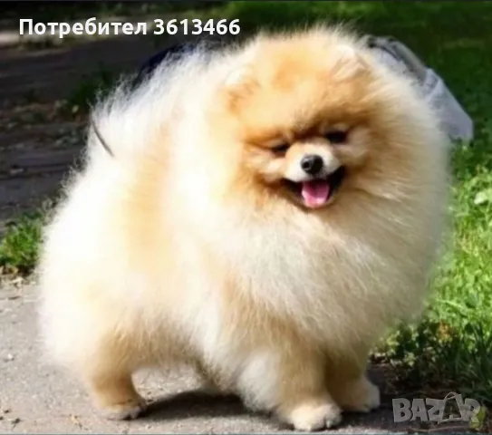 2 ваксини 380гр. Миниатюрен мъжки померан baby face teacup, снимка 11 - Померан - 49292885